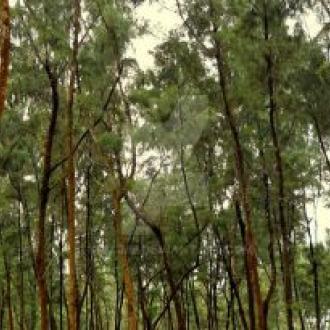 ଷଣ୍ଢକୁଦ